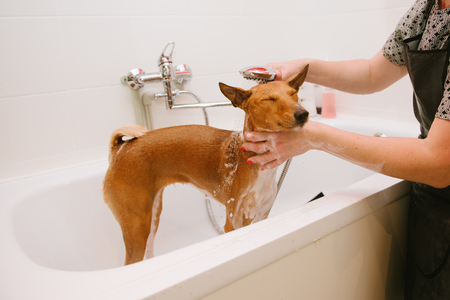 Having a clean pet would be so much easier with a dog washing station at home.