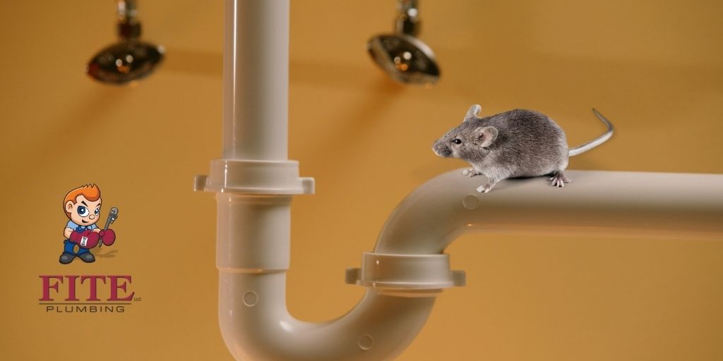 Rodents and Vermin in Your Pipes?!