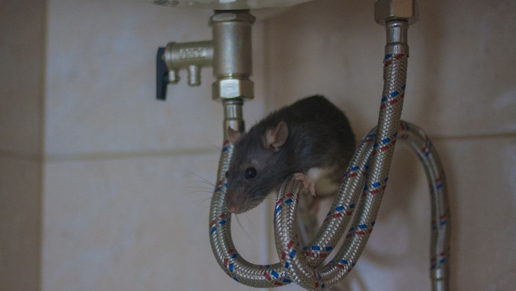 Keep Rodents from Munching on Your Plumbing!