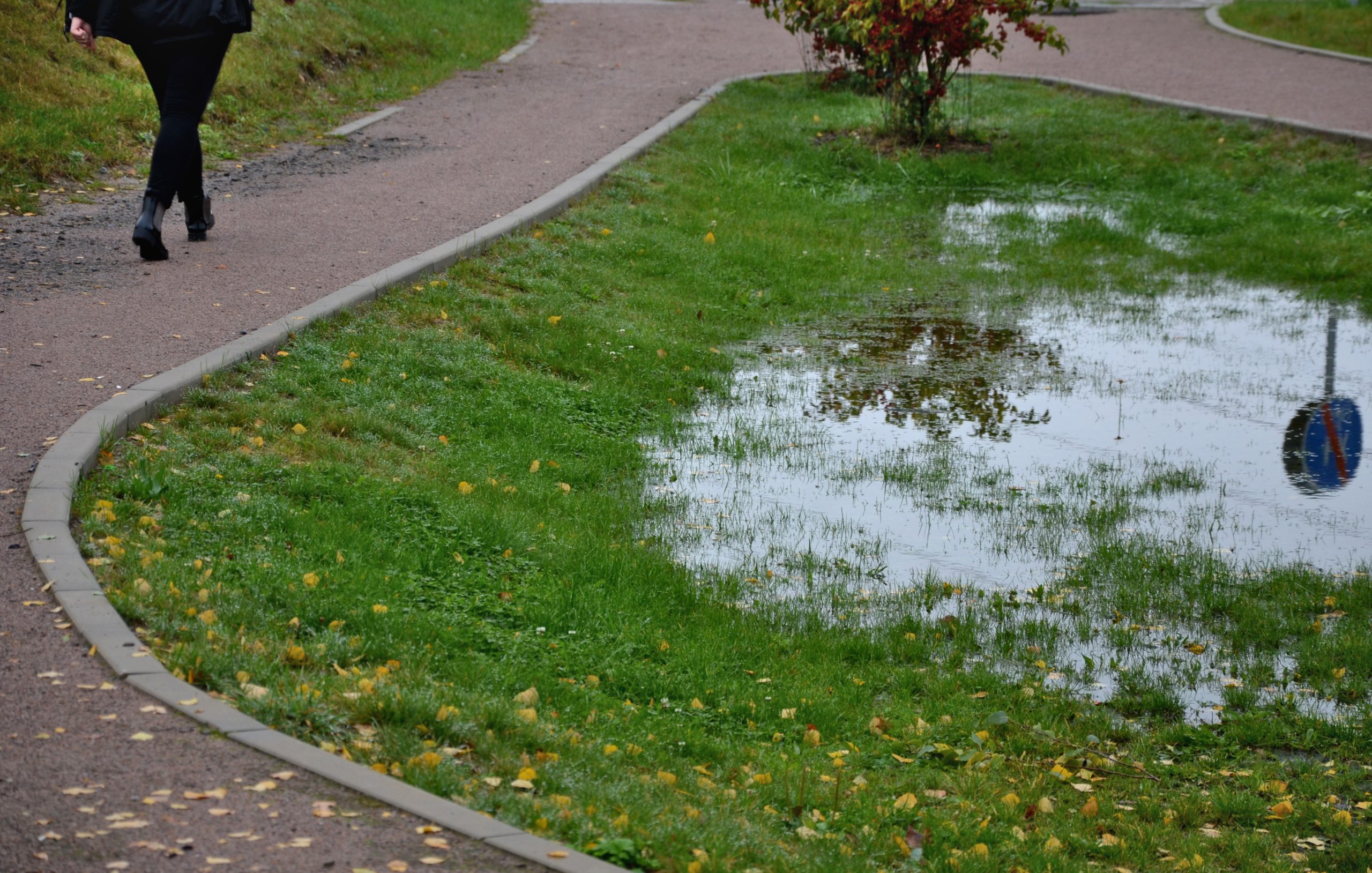 too compact and impermeable soil does not absorb water during rains and floods. a lake was created in the park in the lawn, which gradually infiltrates. damage to the lawn long flooding. the water pushes the air out of the soil and rots